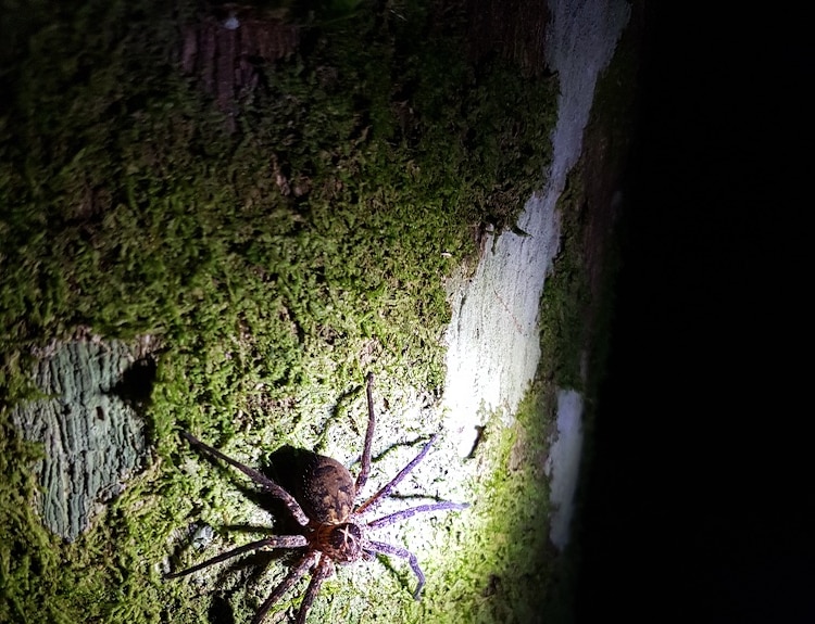 A brown spider on a mossy log
