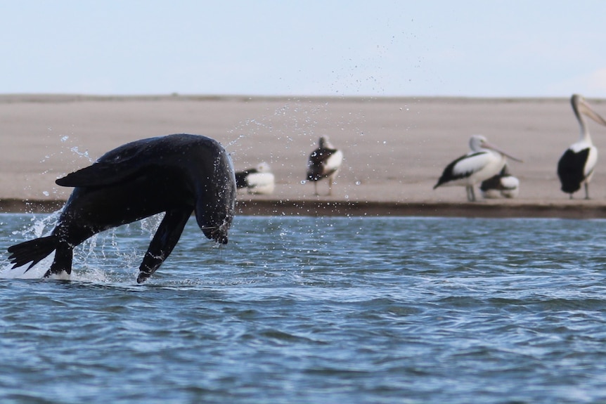 A seal bursts from the water at Coorong at the mouth of the Murray by a sandbar with pelicans.