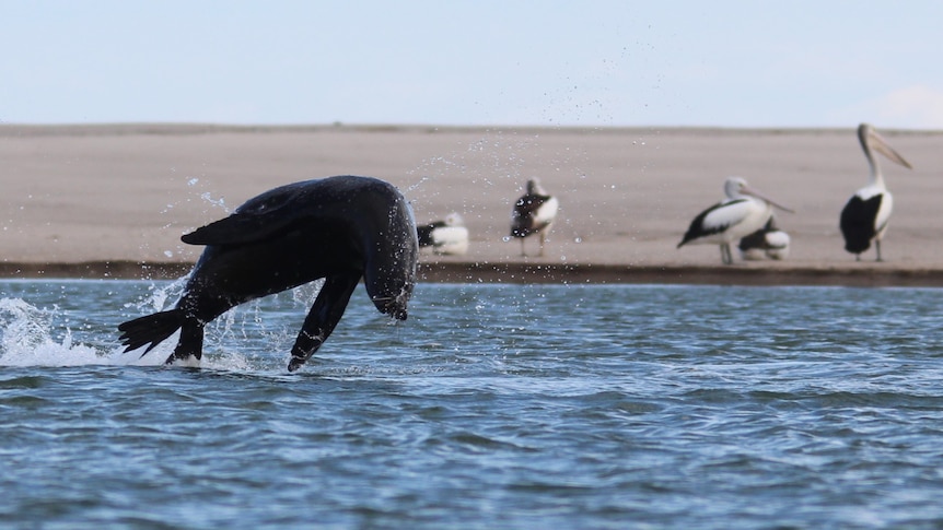 A seal bursts from the water at Coorong at the mouth of the Murray by a sandbar with pelicans.