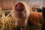 Miniature pigs on a Lake Clifton farm