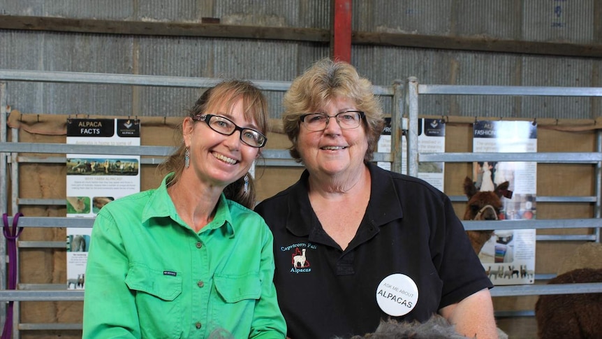 two women with alpacas