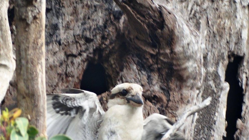 Kookaburra sits in a big old tree.