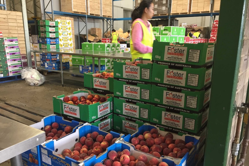Cartons of stone fruit stacked high with a worker in a high visibility vest, at Sydney markets