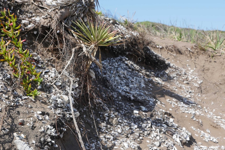 A midden in the Botany Bay area that is being eroded.