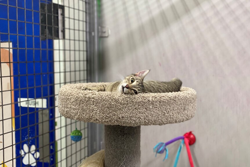 A cat lies on the top of a scratching post, looking at the camera