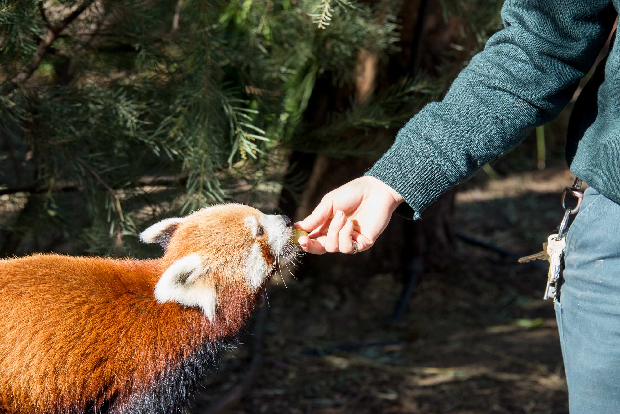 A day in the life of a zookeeper There's more to it than just cuddling