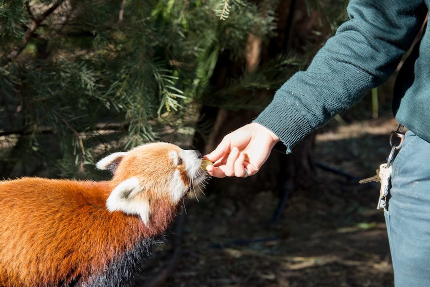 Feeding a red panda