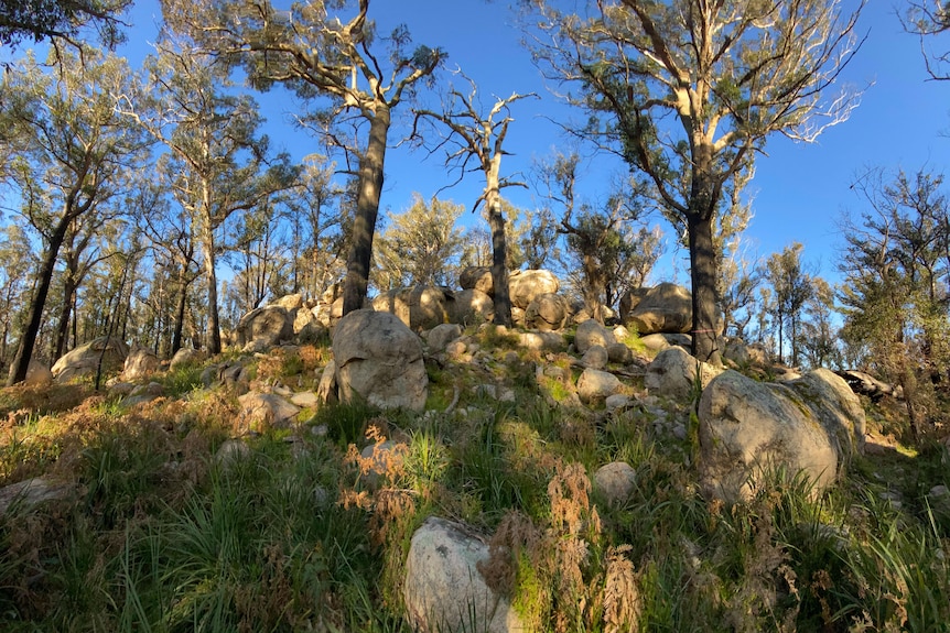 Aufgearbeiteter Eukalyptus und große Granitfelsen mit grünem Gras.