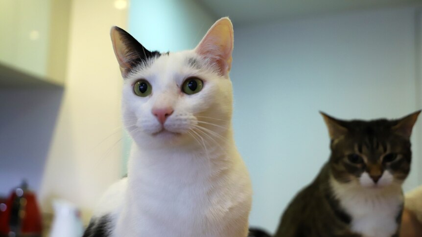 A white and black cat in focus on the left-hand side and a tabby cat in the background looking sad
