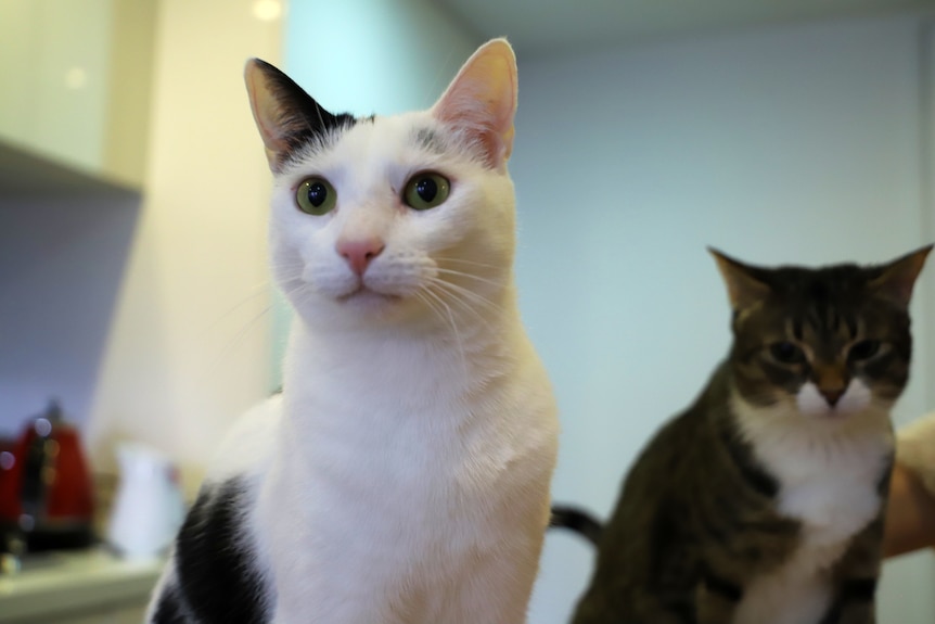 A white and black cat in focus on the left-hand side and a tabby cat in the background looking sad