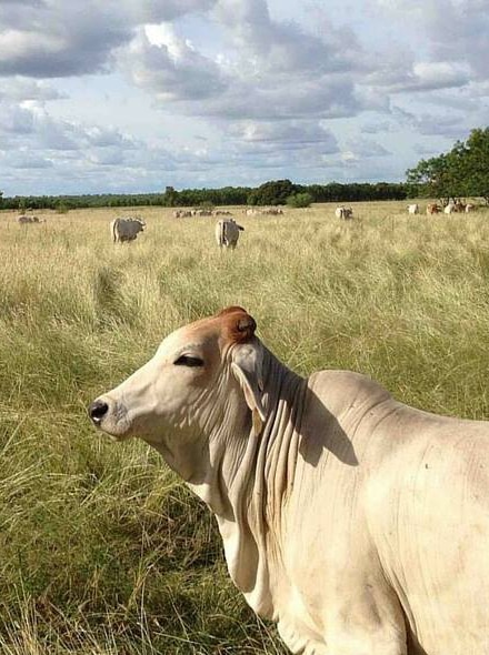 Cattle grazing in a paddock in the Northern Territory.