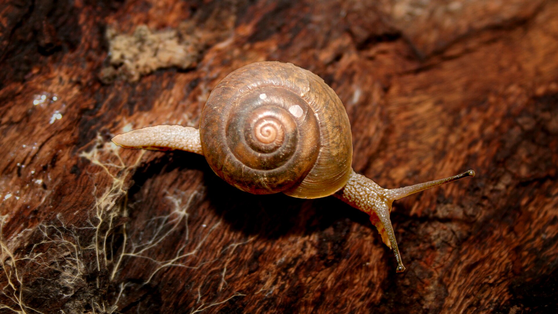 A small snail with a shell on its back with a swirl. It is sitting on a dark log. 