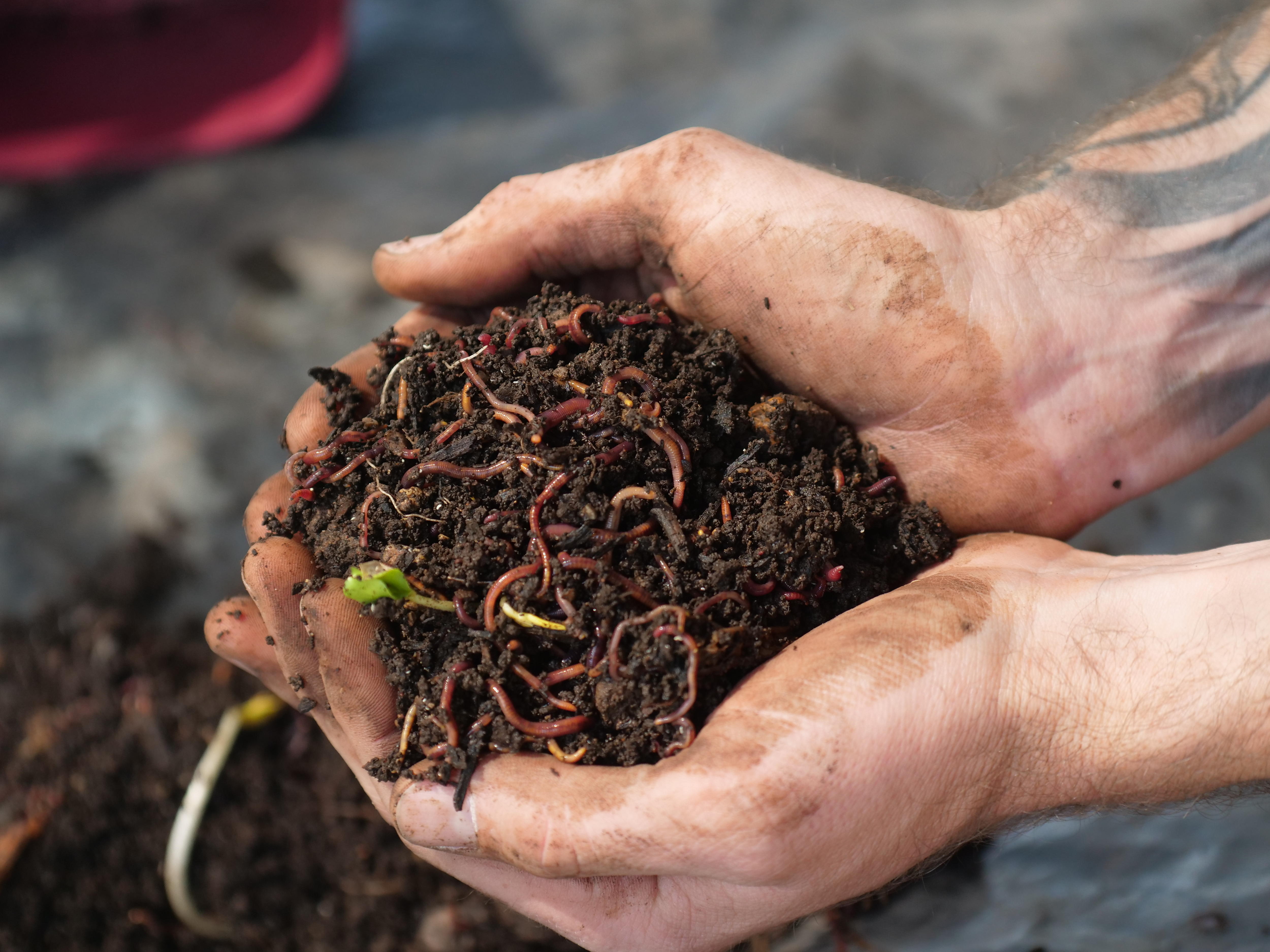 From plate to paddock: Farmer turns restaurant waste into a sustainable solution