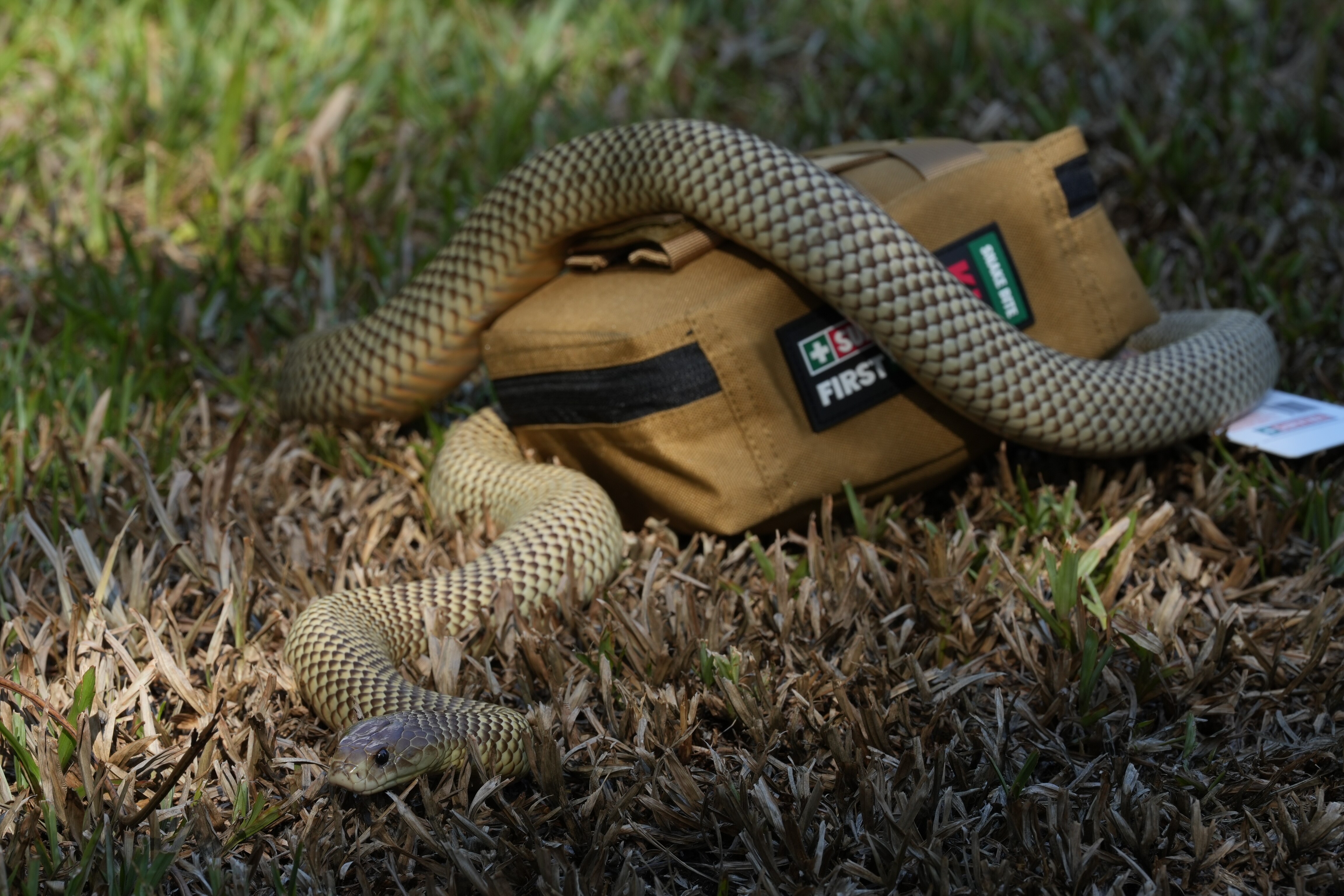 A snake crawls over a first aid kit