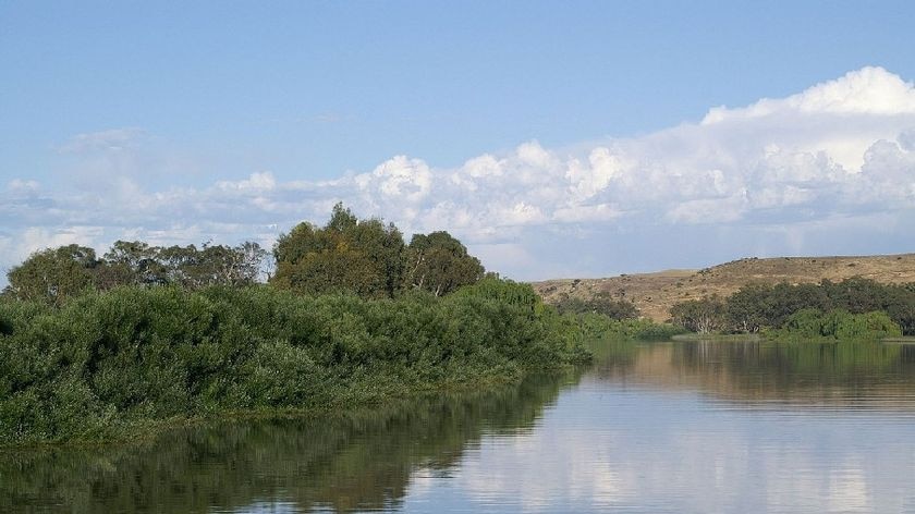 The Murray River near Renmark.