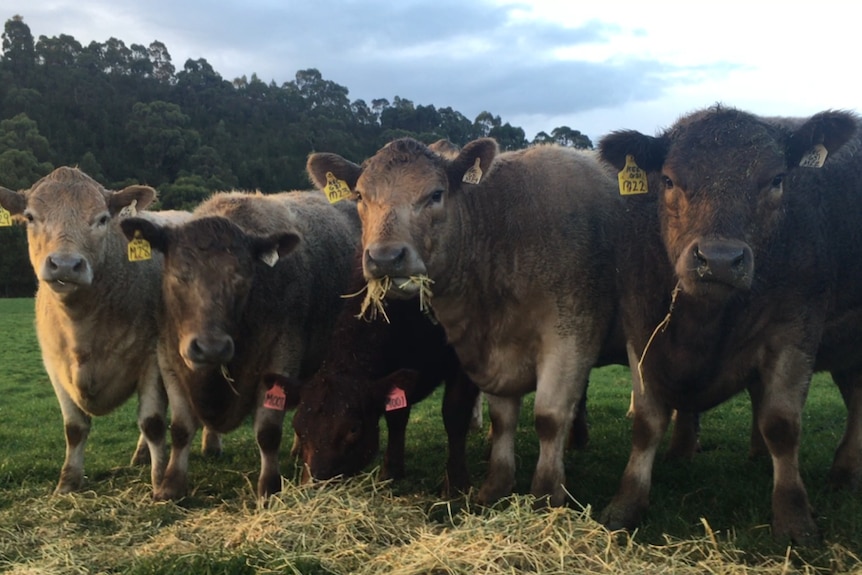 Cows eating hay