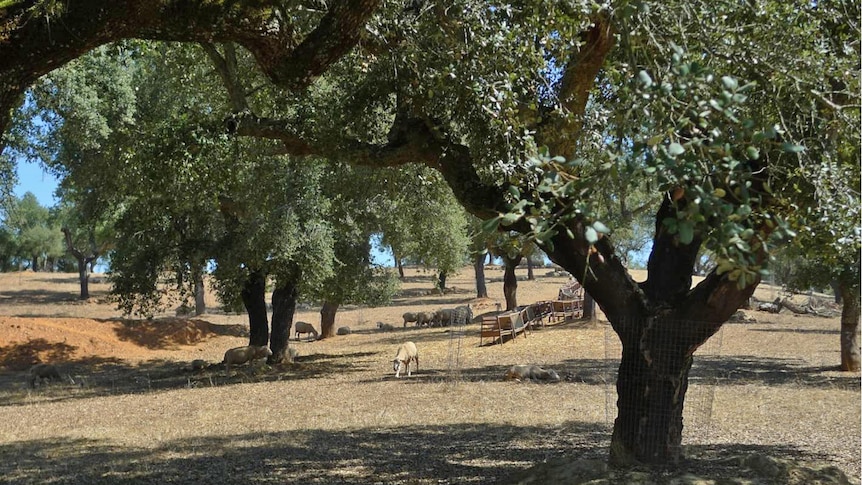 Sheep graze in amongst trees