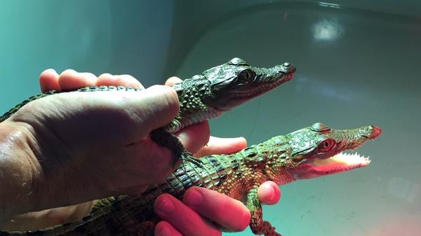 Baby Philippine crocodiles