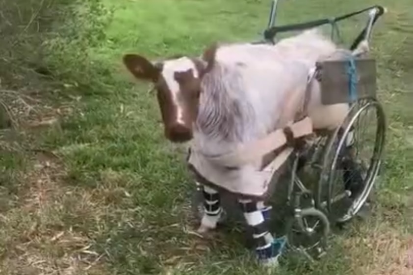 A calf in a wheelchair.