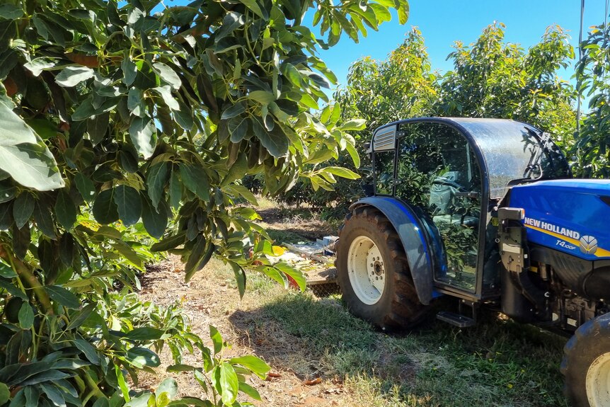 Farm machinery between rows of avocados trees. 