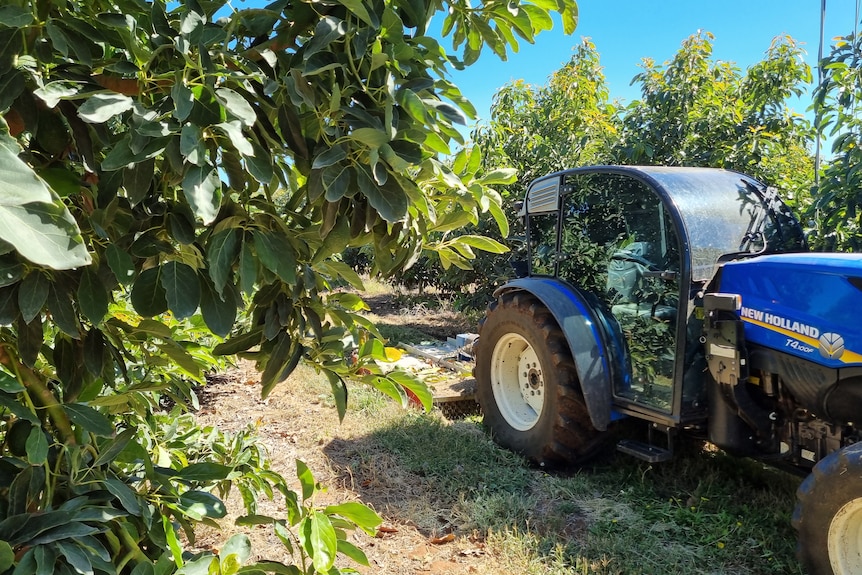 Farm machinery between rows of avocados trees. 