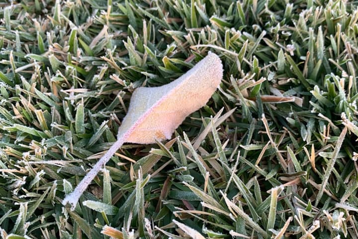 A close-up shot of frost on grass and a leaf.