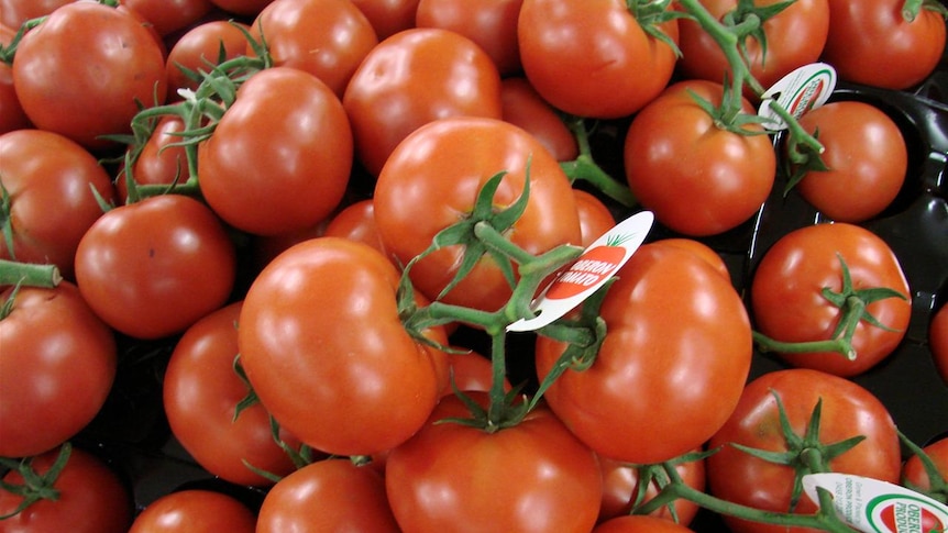 Tomato red