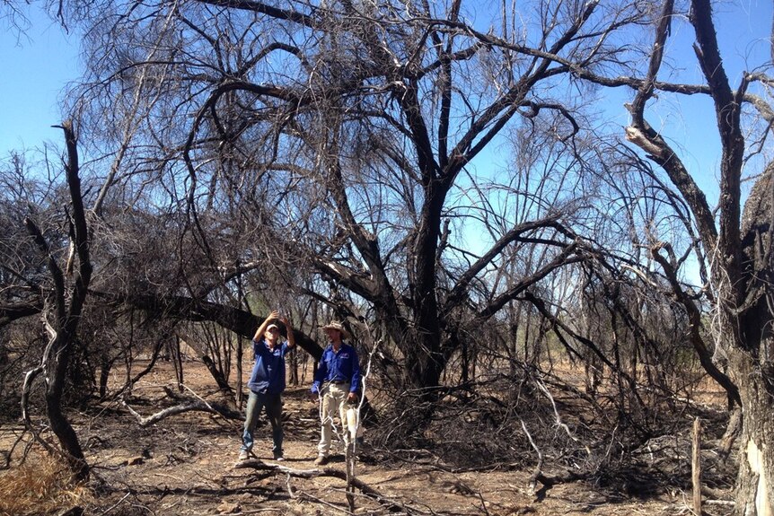 two men standing beneath dead trees