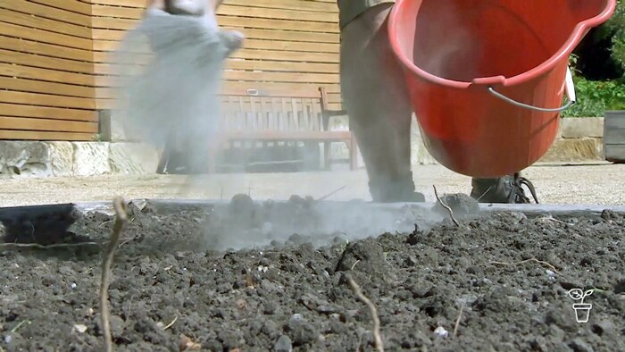 Hand spreading powdered lime from a red bucket onto a plot of earth