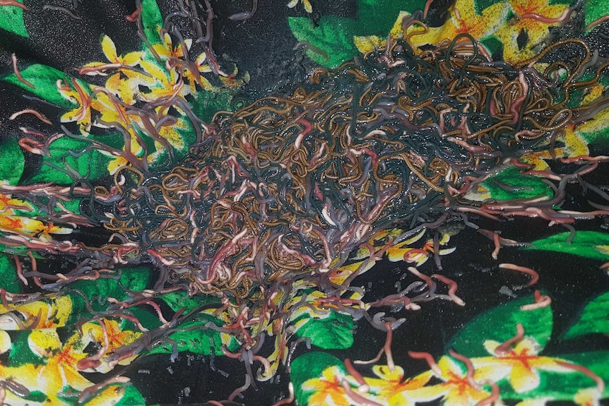 A pile of worm-looking creatures known as palolo sitting in a colourful bag.