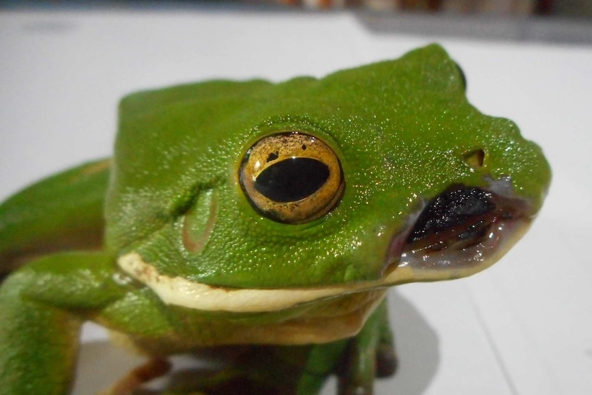 Close up of a frog after surgery