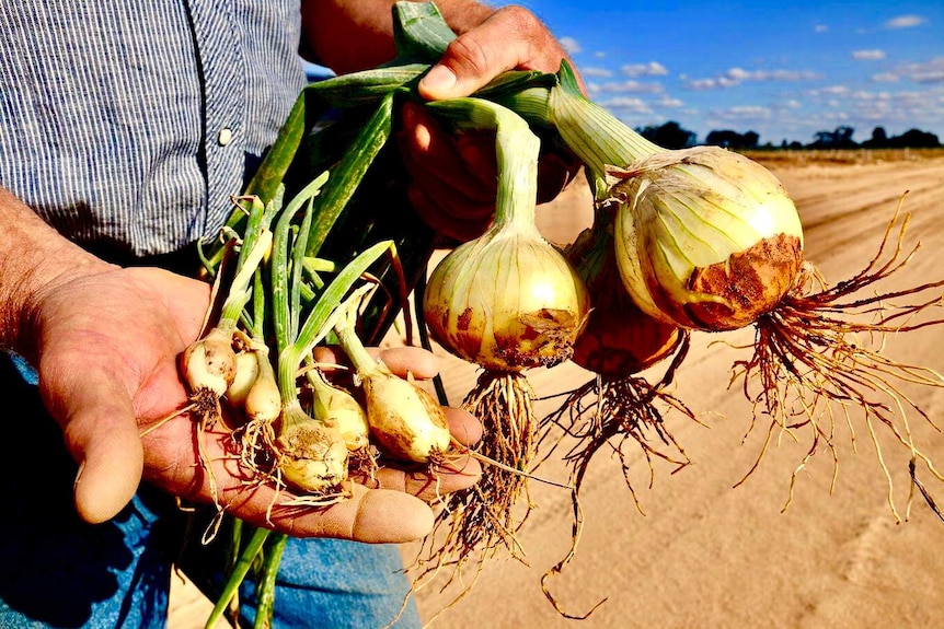 A farmer holds onions in his hands.