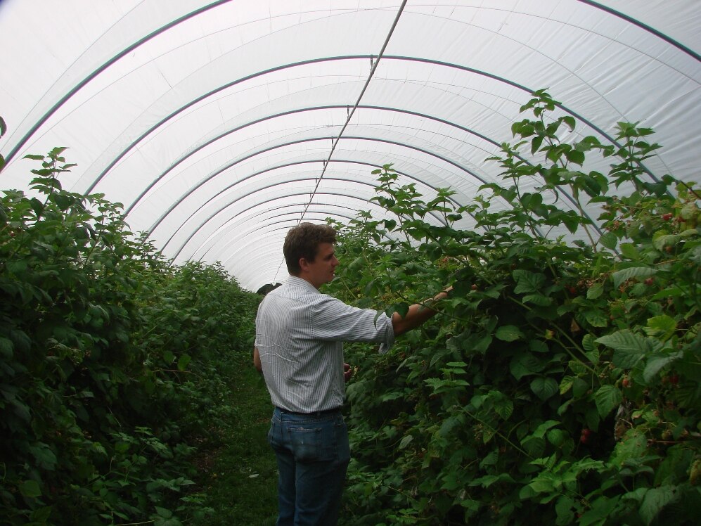 Бизнес план выращивание малины в теплице