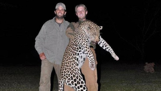 Donald Trump's sons Donald Junior and Eric pose with a trophy leopard from their hunting trip to Zimbabwe.