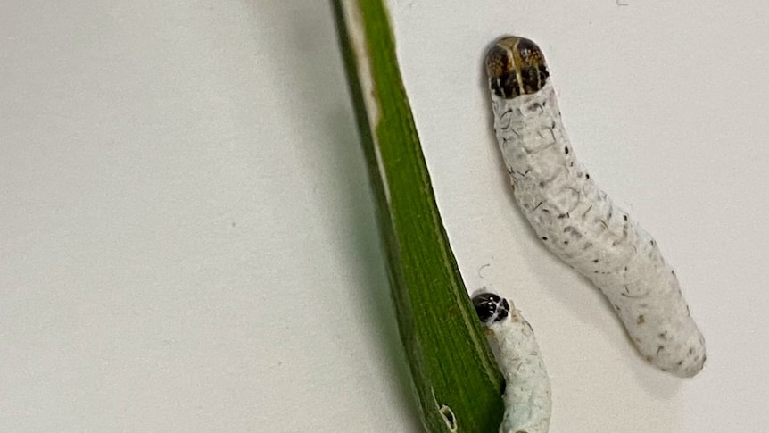 Two worms covered in a white fungus next to a long leaf