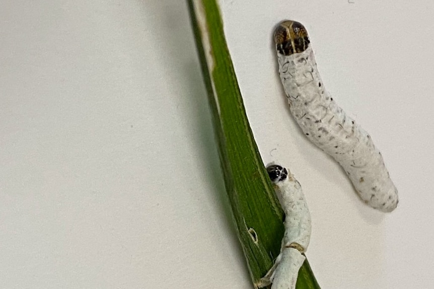 Two worms covered in a white fungus next to a long leaf