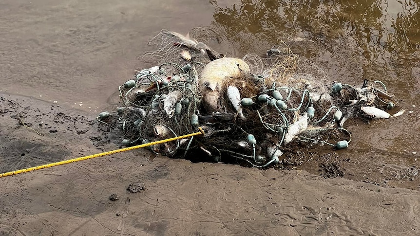 a large net of rotting fish is hauled up a river bank