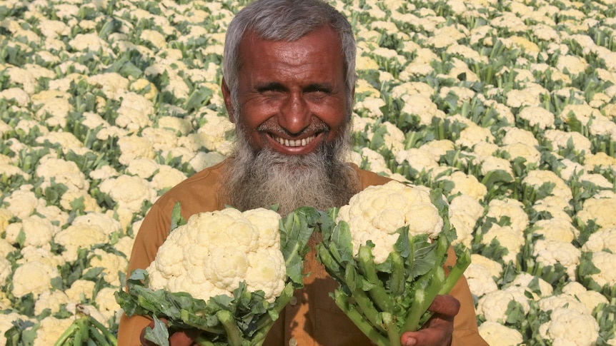 A smiling older man stands in a field of cauliflower, holding one in each hand up to the camera.