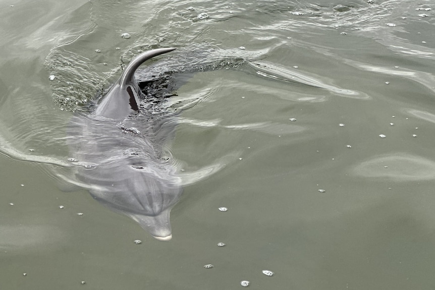 Close up photo of Eric the dolphin swimming.