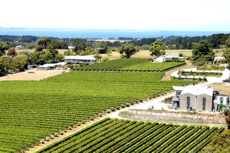 Paringa Estate vineyard