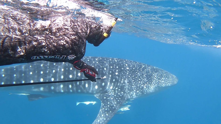scientist studying a whale shark underwater
