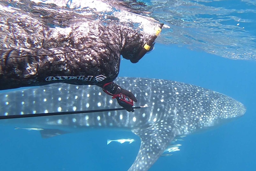 A scientist swims next to a whale shark