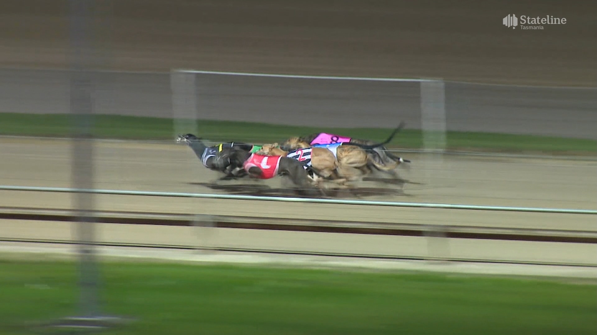 The greyhound races Tasmanian authorities don't want you to see