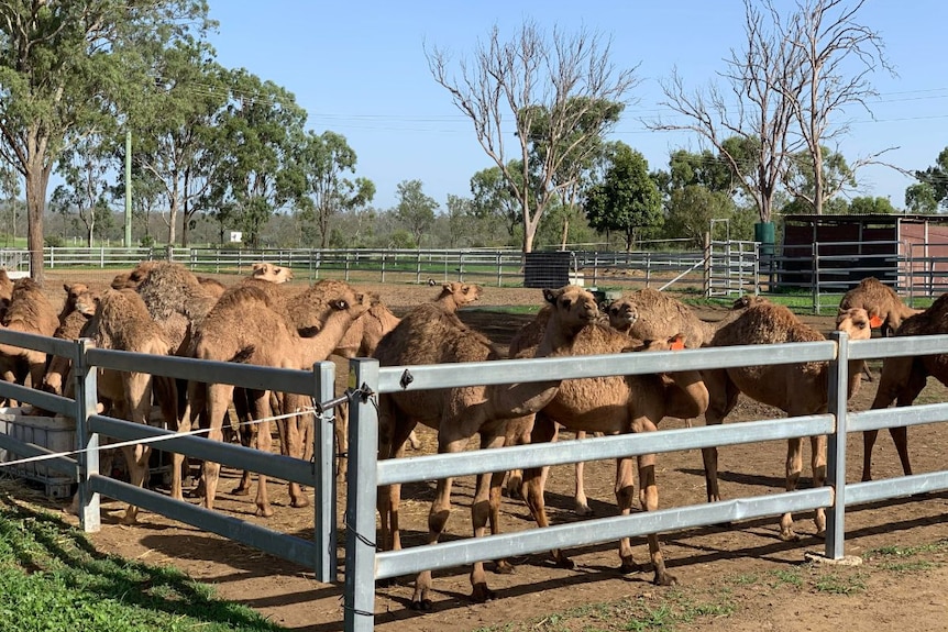 A pen of camels at Summer Land Camels.