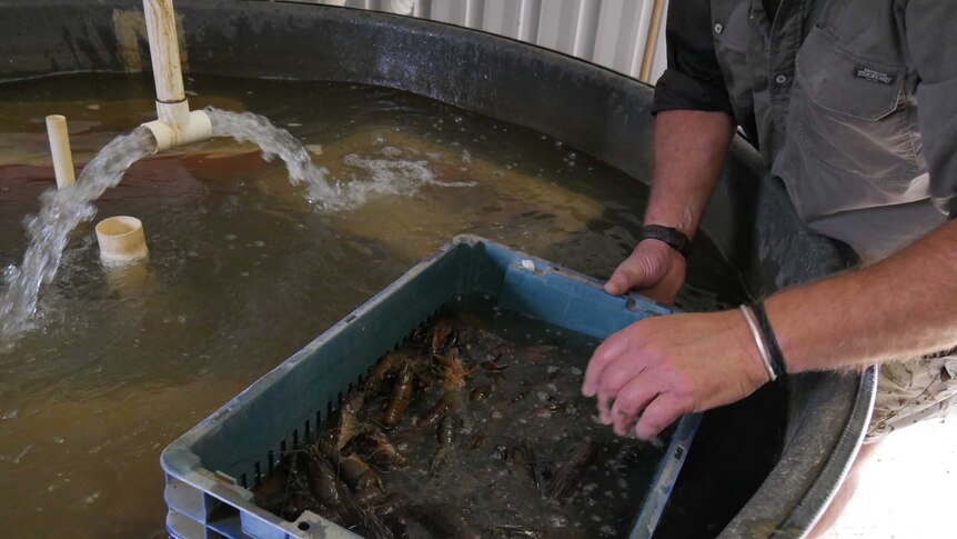 Baby marron in a tub at a fish hatchery