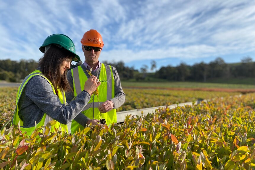 Michelle Balasso and Andrew Jacobs inspect eucalyptus niten seedlings carefully bred at Forico's nursery at Somerset.