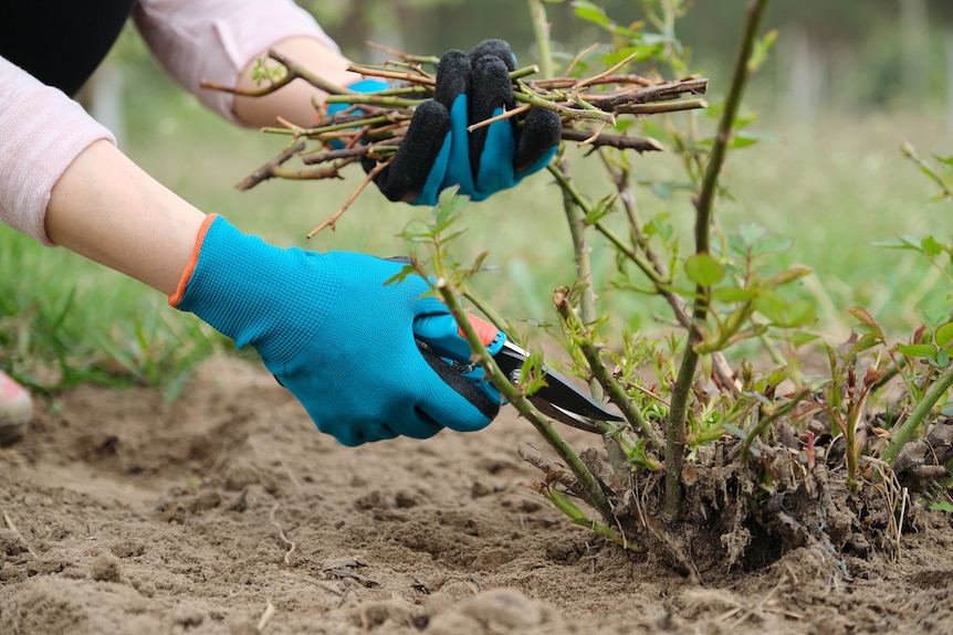 Close-up of hands cutting a rose bush while holding cuttings in a garden.
