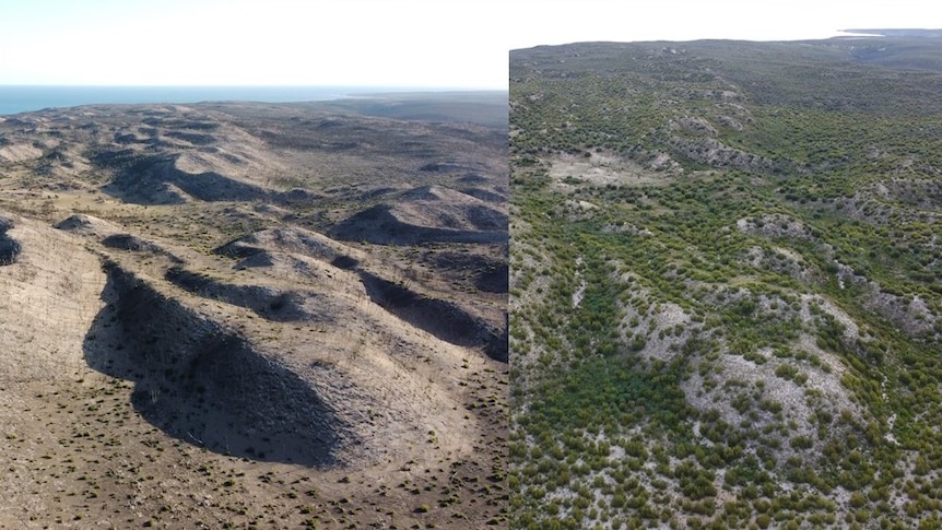 A composite image showing a blackened area on the left and the same area covered with greenery on the right