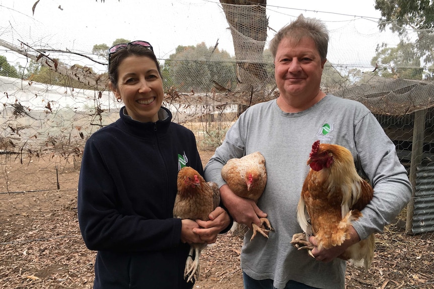 Michael Materne and fellow researcher Mirella Butsch with some of the blue egg-laying crossbred chooks.