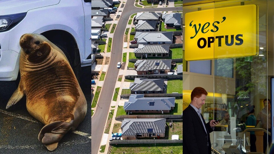 A composite of an image of a seal lying next to a car, an aerial photo of a row of houses, and the front of an Optus store